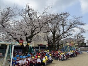 さくら幼稚園の桜がきれいに咲いてます！