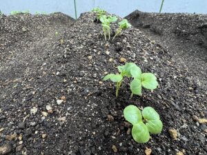 さっそく芽が出てきました！