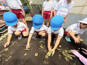 じゃがいもを収穫しました